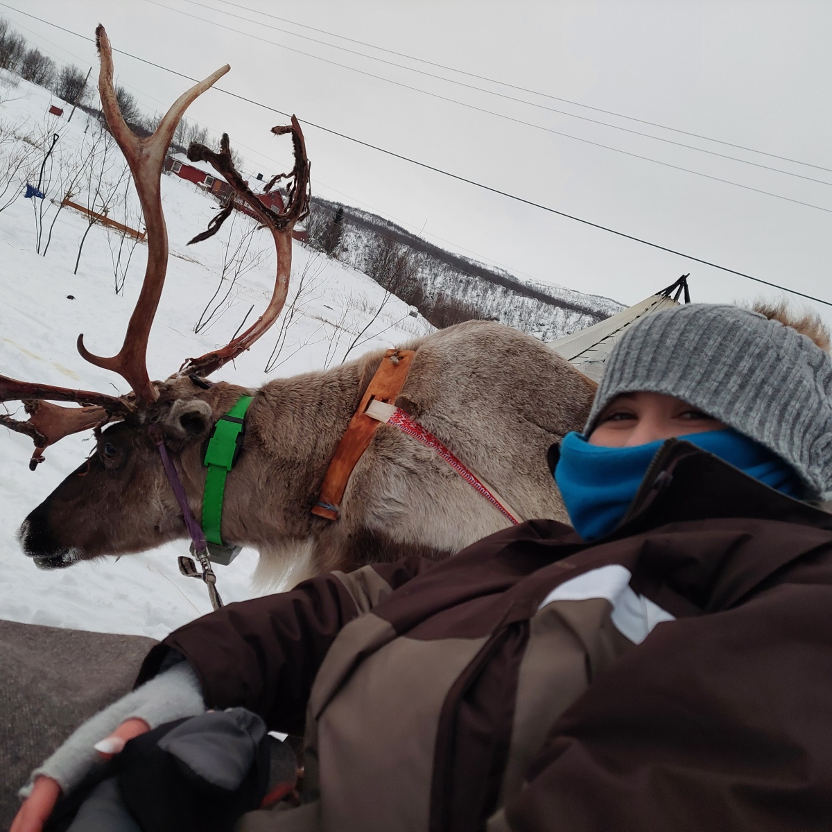 Reindeer Sledding with the Sami People